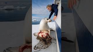 A touching story about a mother seal calling for help from the sailors on the ship to save her baby [upl. by Izy6]