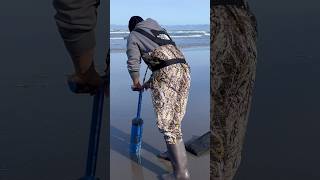 Easy razor clam digging [upl. by Lammond966]