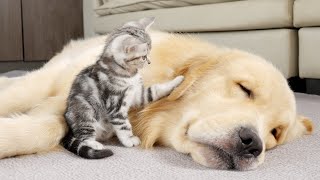 What Does A Kitten Do When It Finds A Sleeping Golden Retriever [upl. by Corel]