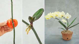 Methods of propagation of orchids that the whole world does not know [upl. by Lyrehs]