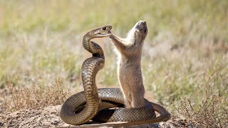 Why Can Mongoose Eat A Snake [upl. by Isiah]