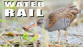 Water rail bird with a hard prey [upl. by Lindo]