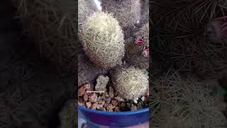 Mammillaria elongata 🖤🖤🖤 [upl. by Michaeu]