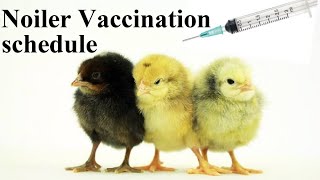 Full Vaccination Schedule For Noiler Chicken [upl. by Syxela]