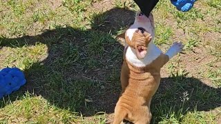 Staffordshire Bull Terrier Puppies staffordshirebullterrier sbt staffy [upl. by Notfol]