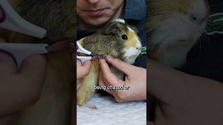 Guinea Pig Chirping amp Other Signs of Stress shorts  GuineaDad School [upl. by Atenek]