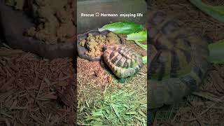 Hermann tortoise eating breakfast rescue tortoise hermann swetlandtortoises reptile [upl. by Notnil]