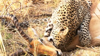 Leopard Steals Impala Kill From 2 Hyenas  Latest Wildlife Sightings [upl. by Eanel]