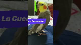 ⚡ CACATUA NINFA CANTANDO LA CUCARACHA ♪♫♪♫  COCKATIEL SINGING COCKROACH audio mejoardo short [upl. by Kirschner354]