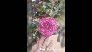 Camellia flower [upl. by Netsreik]