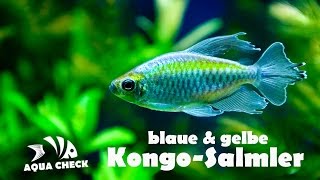 Blaue und gelbe Kongosalmler [upl. by Daniala70]