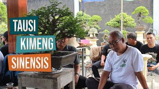 Diskusi Bonsai Tausi Kimeng dan Sinensis Acara Syawalan Komunitas Sleman Juniper Family SJF [upl. by Aruasi]