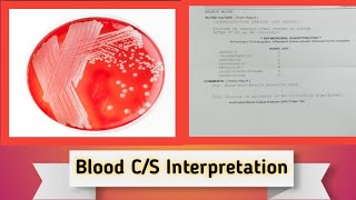 Blood Culture and Sensitivity Interpretation in Hindi Urdu Blood CS [upl. by Witherspoon]