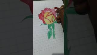 🌹 rose2024 pancil penting sketch sketch drawing artist [upl. by Vassily]