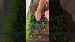 Planting a grow out tank for Staurogyne Repens and Bacopa C for later use aquascape [upl. by Orgalim]