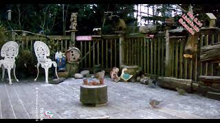 Mourning Doves gather on the deck at day break Peanut Butter Club  By R Conyard [upl. by Langelo]