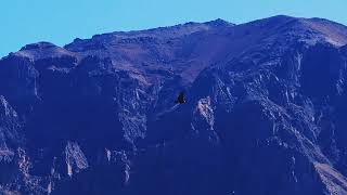 Kanion Colca treking [upl. by Fleur]