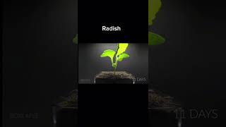 Radish growth time lapse growth grind edit music naruto plants carrotman song music [upl. by Ponzo]