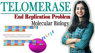 Telomerase Replication II End Replication Problem I Molecular Biology II [upl. by Aicilif186]