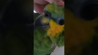 Hes a baby orangewingedamazonparrots birds cutebirb cutebaby love amazonparrot [upl. by Jordison]