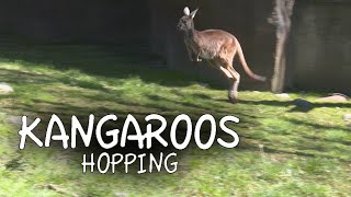 Kangaroos Hopping [upl. by Enomor]