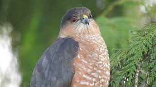 Sharp shinned Hawk closeup [upl. by Mook265]