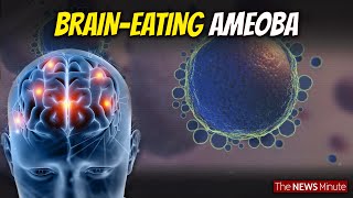 Explained What is BrainEating Amoeba that causes Amoebic Meningoencephalitis Health [upl. by Latimore]