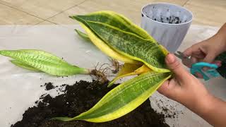 Yellow leaves in snake plantsnake plant caresnake planthow to care snake plantartoz [upl. by Uok]