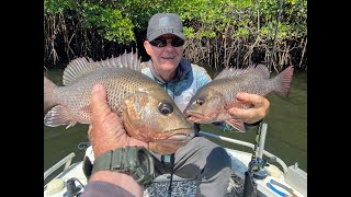 Hinchinbrook Island and its Mangrove Jacks [upl. by Ellehsem]