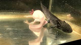 Axolotls breeding [upl. by Carn]