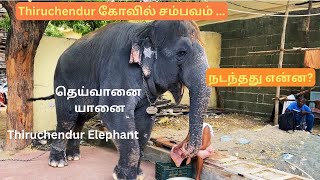 Tiruchendur Temple Elephant Issue  தெய்வானை யானை🐘 What happened ஏன் இப்படி நடந்தது😔 [upl. by Francene]