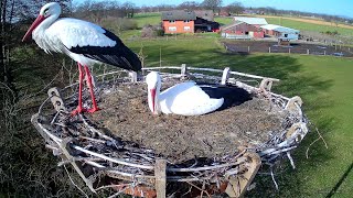 Storchennest am Menkebach [upl. by Amling]