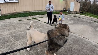 Cane Corso Protects His Child When Dog Becomes Aggressive amp Does The Most  Honcho  Tsavo [upl. by Asilanna]