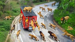 65 INCREÍBLES MOMENTOS EN LOS SAFARIS CAPTADOS POR LAS CÁMARAS [upl. by Janel644]