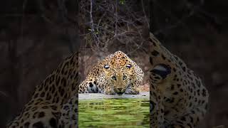 Dengerous Leopard Beutiful Record  beautiful leopard drinking water slowed motion [upl. by Ardnaxila]