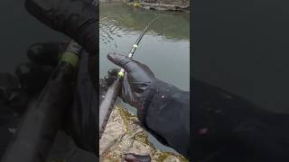 Klickitat River Fall Salmon subscribe river trending [upl. by Amaj]