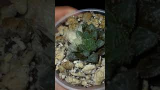 Haworthia Cooperi Mirror ball Variagada 🔥 cacti cactiandsucculents cacticacti desertplants plan [upl. by Ierna638]