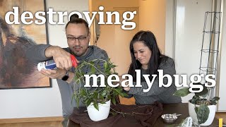 I went to Sweden to destroy mealybugs [upl. by Vaules]