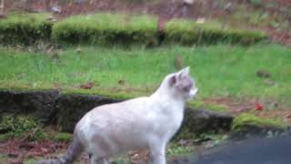 Lacey Cat Chases Things in the Neighbors Yard [upl. by Garlan]