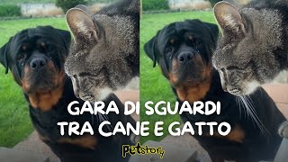 Gara di sguardi tra cane e gatto [upl. by Namsu111]