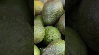 The Ultimate Guide to Avocado [upl. by Gusella384]