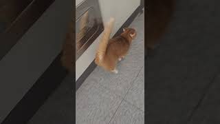 빛의 속도로 달리는 먼치킨 고양이 a munchkin cat running at the speed of light 먼치킨고양이 munchkin funnycats 짤 [upl. by Ivatts]