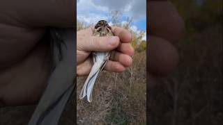 Обзор ОВЯНКА КАМЫШОВАЯ Тростниковая 🐦🐦🐦 лат Emberiza schoeniclus 🤘🤘🤘 Cane oatmeal 👍👍👍 [upl. by Hafler850]