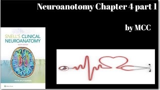 Neuroanotomy anatomy Chapter 4 part 1Vertebral columnVertebral column joints and its nerve supply [upl. by Adikram]