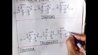 Biomoleculespolysaccharidesstructure of starchamyloseamylopectinproteins [upl. by Ientruoc]