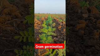 Gram germination🪴trending rabi cropytshort [upl. by Lebasi254]