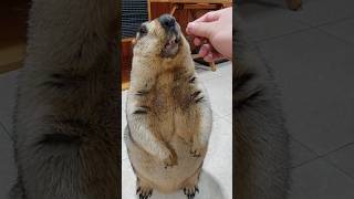 stroking marmot beard [upl. by Melar]