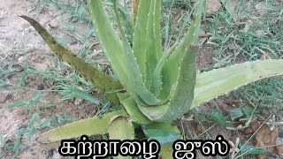 Udal edai kuraiya Katralai juice  உடல் எடை குறைய கற்றாழை சாறு  Aloe vera juice for weight loss [upl. by Kore]