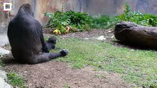 Gorillas Playing  Naughty Baby Gorilla  Angry Mummy Gorilla Gorillas encounter  Taronga Zoo [upl. by Werdnaed]