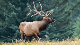 First Dominant Elk Bull Moving in to Own His Rutting Territory [upl. by Eupheemia]